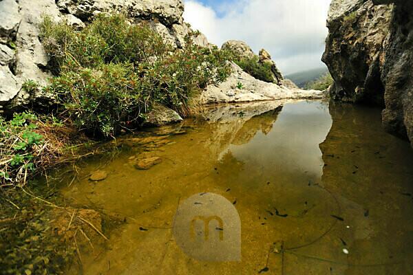 Bildagentur mauritius images This pond is the habitat for the